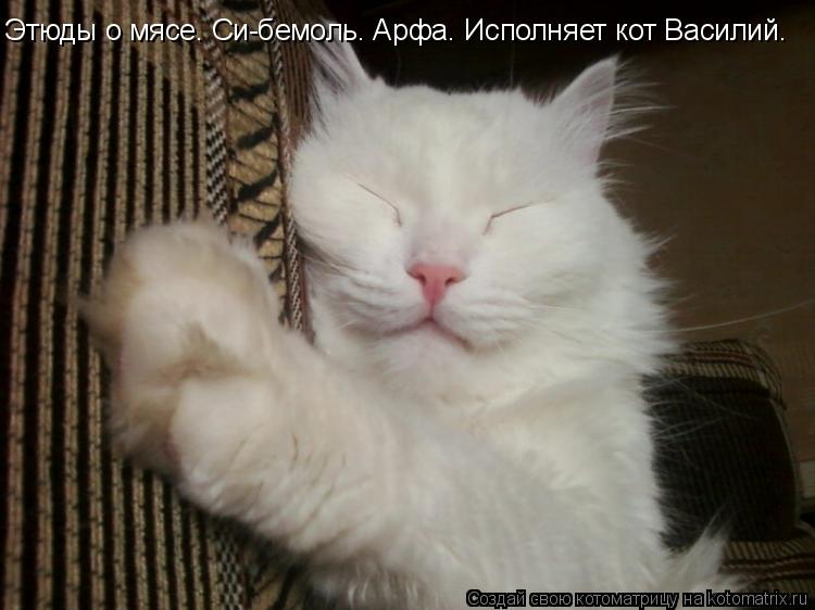 Котоматрица: Этюды о мясе. Си-бемоль. Арфа. Исполняет кот Василий.