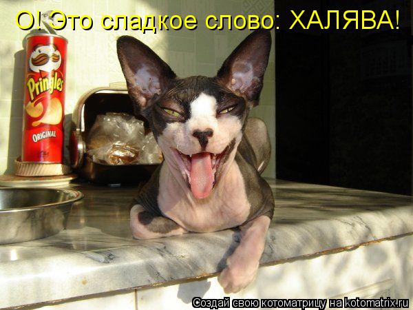 Котоматрица: О! Это сладкое слово: ХАЛЯВА!
