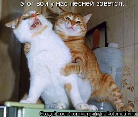 Котоматрица: этот вой у нас песней зовется..