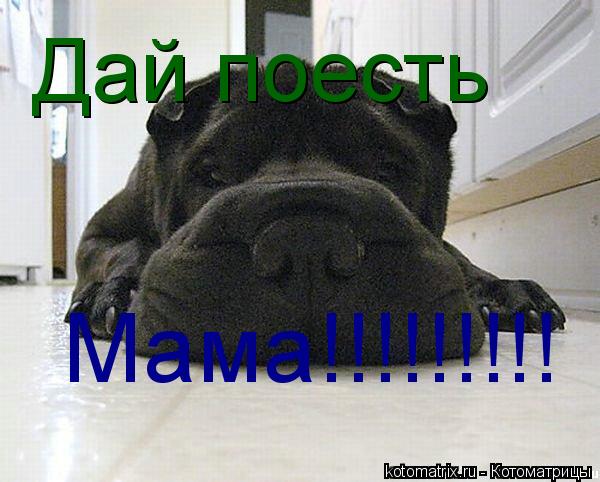 Котоматрица: Дай поесть Мама!!!!!!!!!