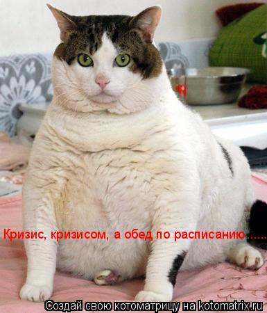 Кризис, кризисом, а обед по расписанию.......... Котоматрица: Кризис, кризисом, а обед по расписанию.......