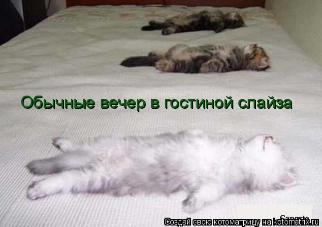 Обычные вечер в гостиной слайза... Котоматрица: Обычные вечер в гостиной слайза