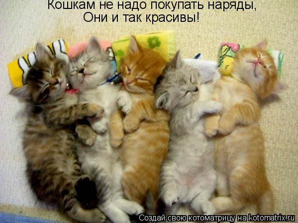 Котоматрица: Кошкам не надо покупать наряды,   Они и так красивы!