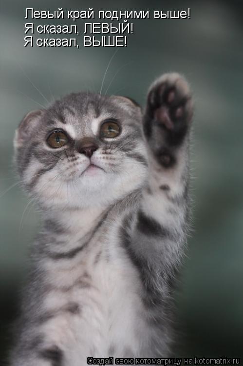 Котоматрица: Левый край подними выше! Я сказал, ЛЕВЫЙ! Я сказал, ВЫШЕ!