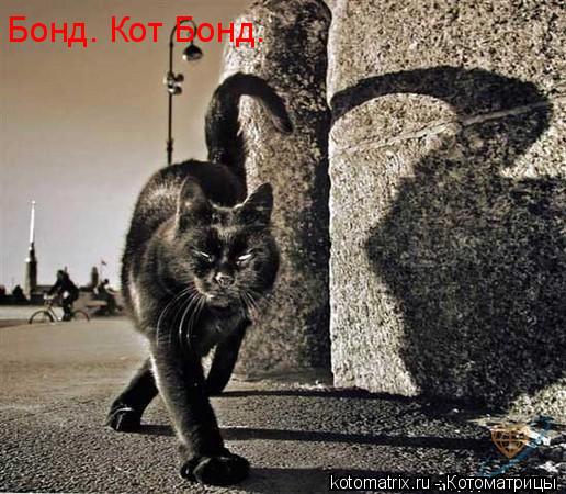 Котоматрица: Бонд. Кот Бонд.