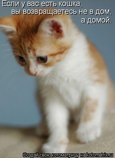 Котоматрица: вы возвращаетесь не в дом,  а домой.  Если у вас есть кошка,