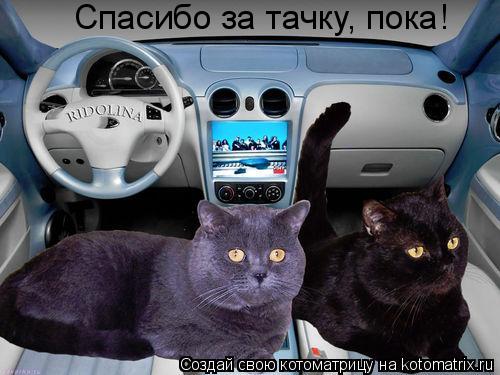 Котоматрица: Спасибо за тачку, пока!