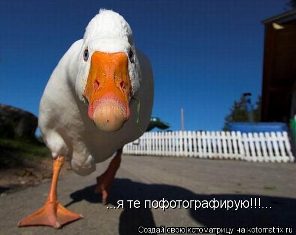 Котоматрица: ...я те пофотографирую!!!...