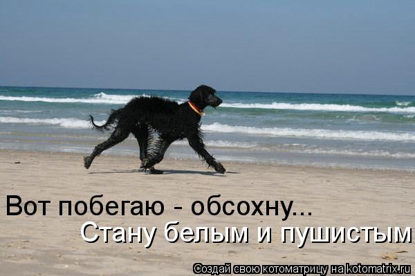 Стану белым и пушистым Вот побегаю - обсохну...... Котоматрица: Стану белым и пушистым Вот побегаю - обсохну...