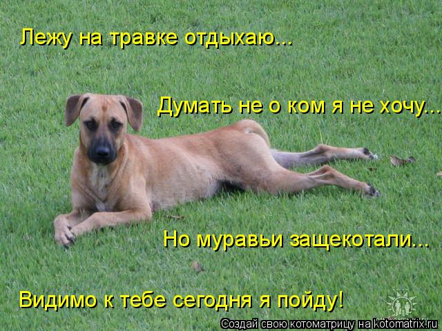 Лежу на травке отдыхаю... Думать не о ком я не хочу... Но муравьи защекотали... Видимо к тебе сегодня... Котоматрица: Лежу на травке отдыхаю... Думать не о ком я не хочу... Но муравьи защекотали... Видимо к тебе сегодня я пойду!