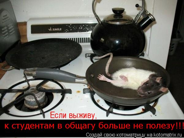к студентам в общагу больше не полезу!!! Если выживу,... Котоматрица: к студентам в общагу больше не полезу!!! Если выживу,