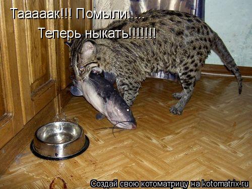 Тааааак!!! Помыли..... Теперь ныкать!!!!!!!... Котоматрица: Тааааак!!! Помыли..... Теперь ныкать!!!!!!!