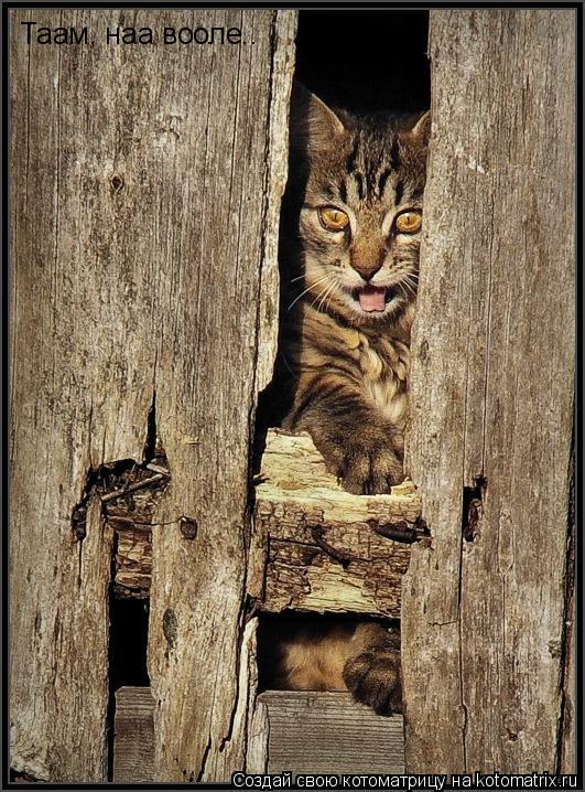 Котоматрица: Таам, наа вооле..