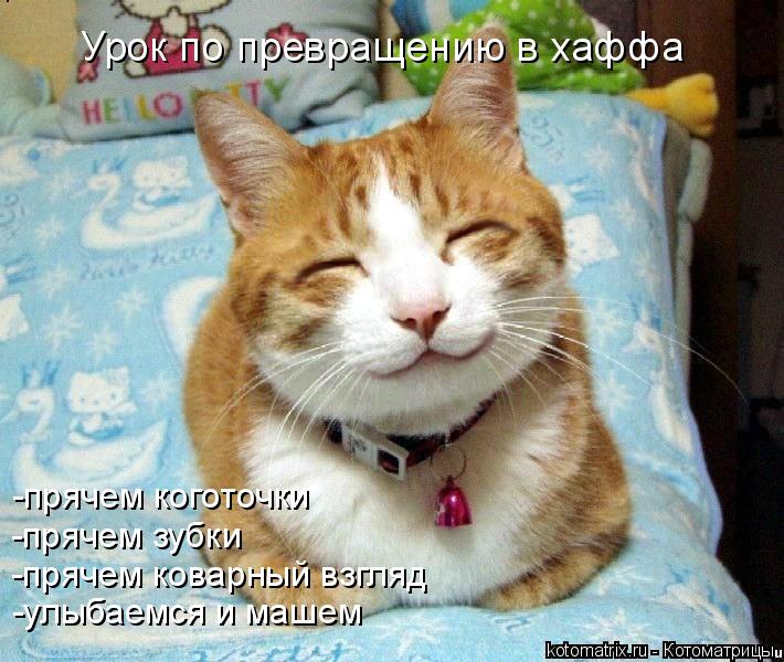 Урок по превращению в хаффа -прячем коготочки -прячем зубки -прячем коварный взгляд -улыбаемся и маше... Котоматрица: Урок по превращению в хаффа -прячем коготочки -прячем зубки -прячем коварный взгляд -улыбаемся и машем
