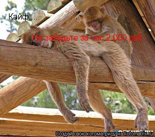Котоматрица: Кайф....  Не забудьте за час 2.000 руб .