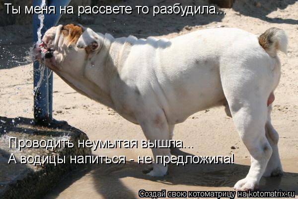 Ты меня на рассвете то разбудила... Проводить неумытая вышла... А водицы напиться - не предложила!... Котоматрица: Ты меня на рассвете то разбудила... Проводить неумытая вышла... А водицы напиться - не предложила!