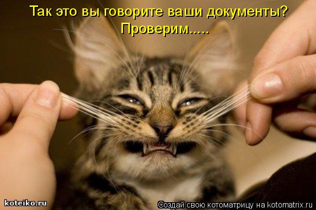 Котоматрица: Так это вы говорите ваши документы? Проверим.....