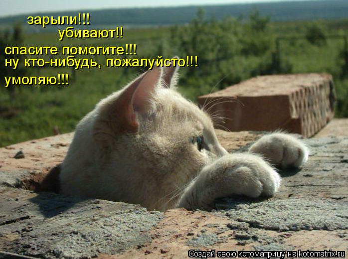 зарыли!!! убивают!! спасите помогите!!! ну кто-нибудь, пожалуйсто!!! умоляю!!!... Котоматрица: зарыли!!! убивают!! спасите помогите!!! ну кто-нибудь, пожалуйсто!!! умоляю!!!