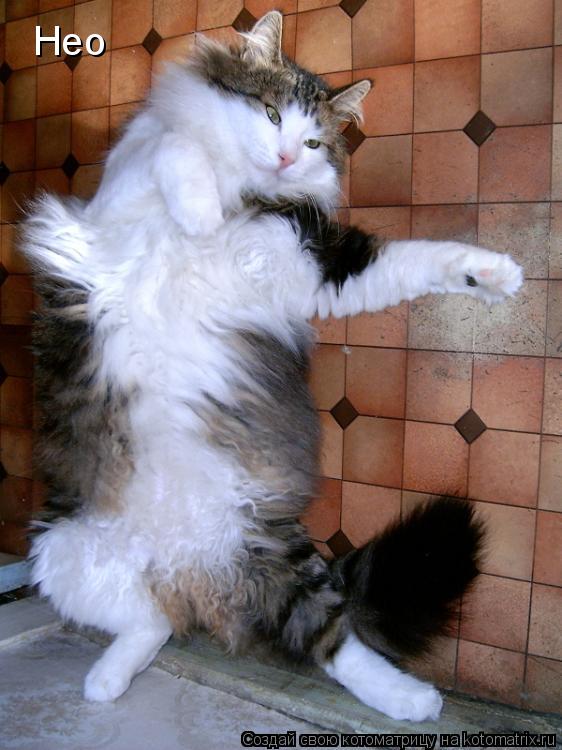 Нео... Котоматрица: Нео