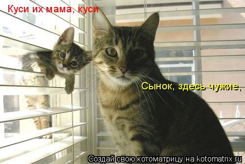 Сынок, здесь чужие, Куси их мама, куси... Котоматрица: Сынок, здесь чужие, Куси их мама, куси