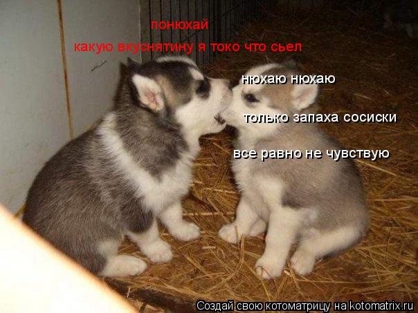 Котоматрица: нюхаю нюхаю только запаха сосиски все равно не чувствую понюхай какую вкуснятину я токо что сьел