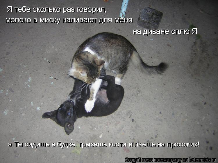 Котоматрица: Я тебе сколько раз говорил, Я тебе сколько раз говорил, молоко в миску наливают для меня на диване сплю Я а Ты сидишь в будке, грызешь кости и 