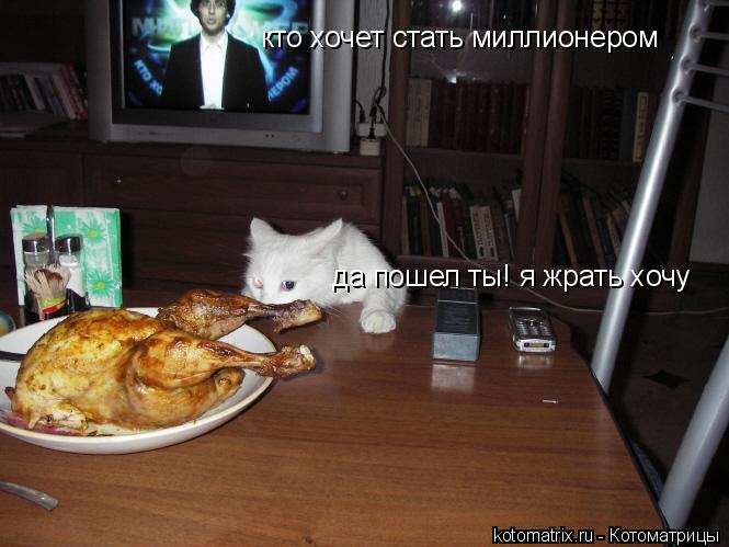 Котоматрица: кто хочет стать миллионером кто хочет стать миллионером да пошел ты! я жрать хочу