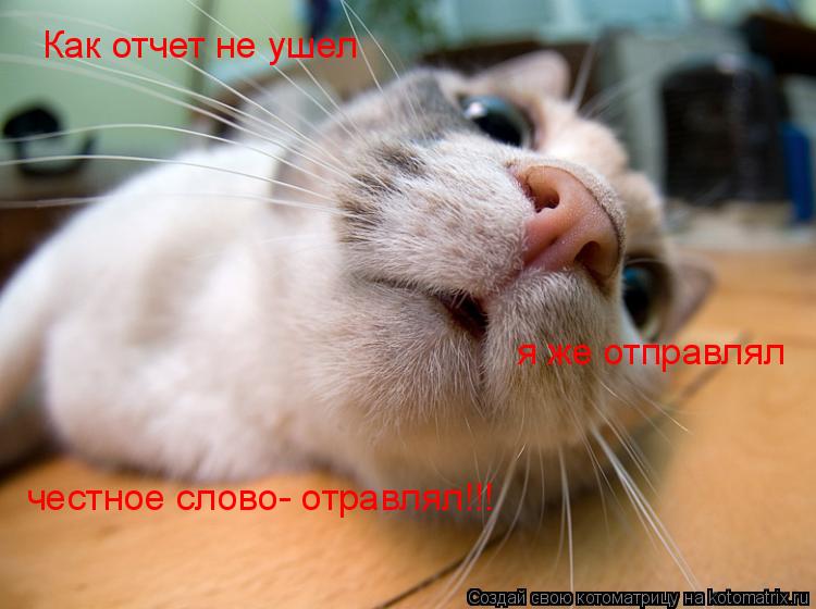 Как отчет не ушел я же отправлял честное слово- отравлял!!!... Котоматрица: Как отчет не ушел я же отправлял честное слово- отравлял!!!