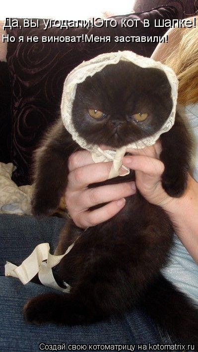 Котоматрица: Да,вы угодали!Это кот в шапке! Да,вы угодали!Это кот в шапке! Но я не виноват!Меня заставили!