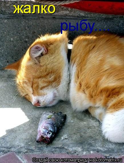 Котоматрица: жалко рыбу....