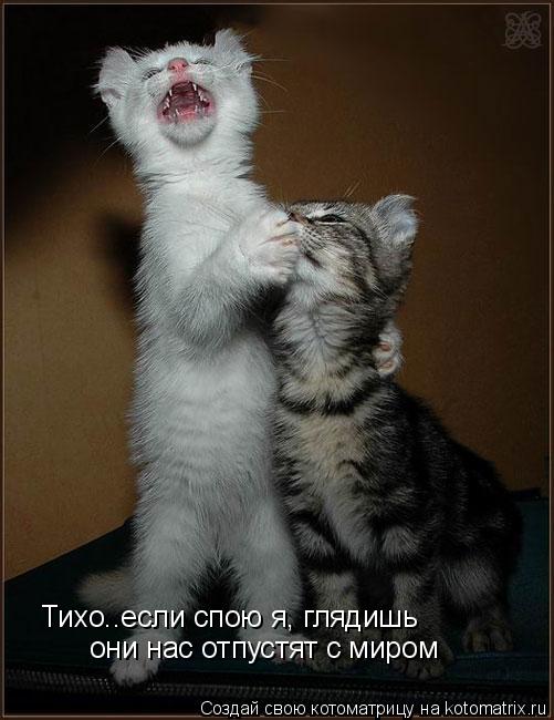 Тихо..если спою я, глядишь они нас отпустят с миром... Котоматрица: Тихо..если спою я, глядишь они нас отпустят с миром