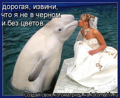 Котоматрица: дорогая, извини,  что я не в черном и без цветов...