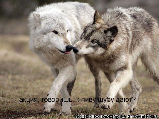 Котоматрица: акция, говоришь, к пиву шубу дают?