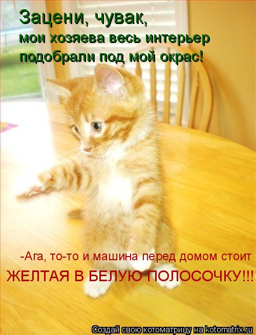 Котоматрица: Зацени, чувак,  мои хозяева весь интерьер подобрали под мой окрас! -Ага, то-то и машина перед домом стоит  ЖЕЛТАЯ В БЕЛУЮ ПОЛОСОЧКУ!!!