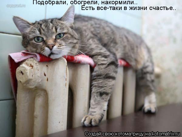 Котоматрица: Подобрали, обогрели, накормили..  Есть все-таки в жизни счастье.. Подобрали, обогрели, накормили..     Есть все-таки в жизни счастье..