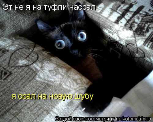 Котоматрица: Эт не я на туфли нассал я ссал на новую шубу