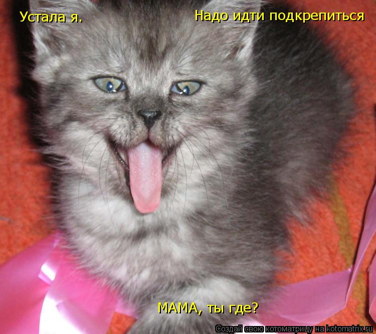 Котоматрица: Устала я. Надо идти подкрепиться МАМА, ты где?