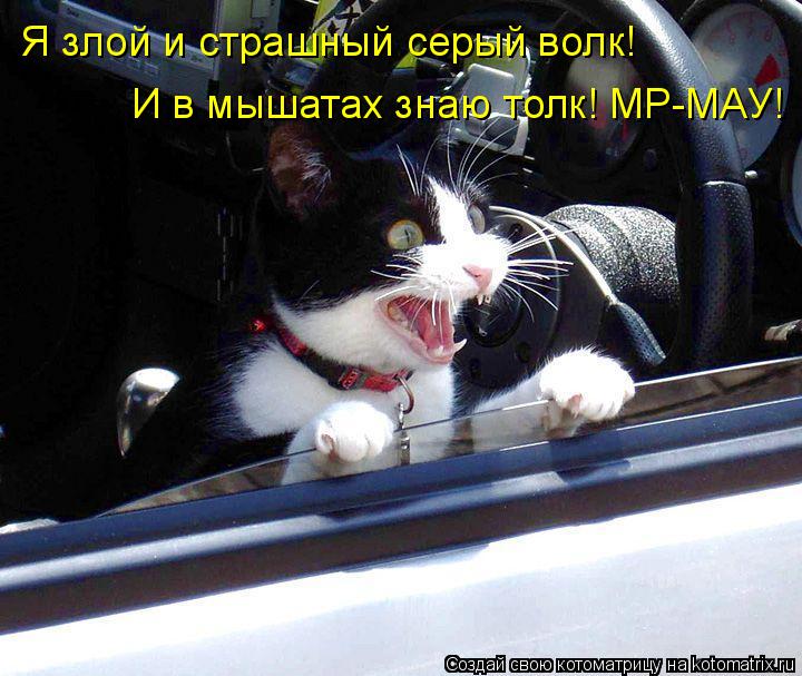 Котоматрица: Я злой и страшный серый волк! И в мышатах знаю толк! МР-МАУ!