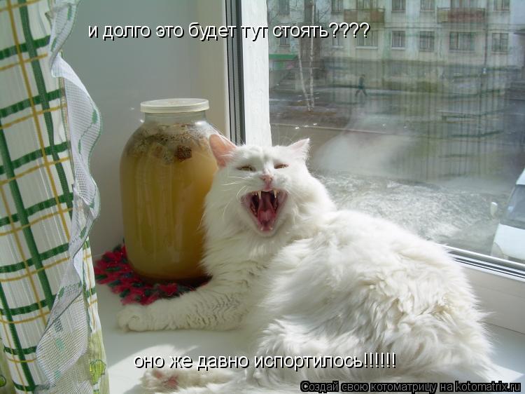 Котоматрица: и долго это будет тут стоять????  оно же давно испортилось!!!!!!