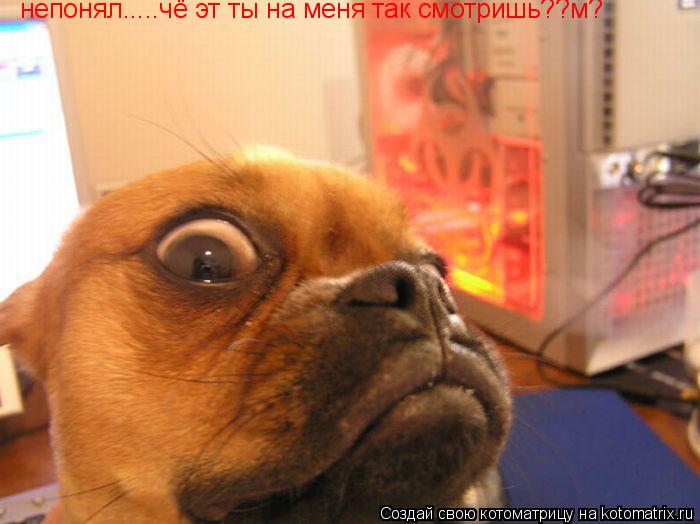 Котоматрица: непонял.....чё эт ты на меня так смотришь??м?