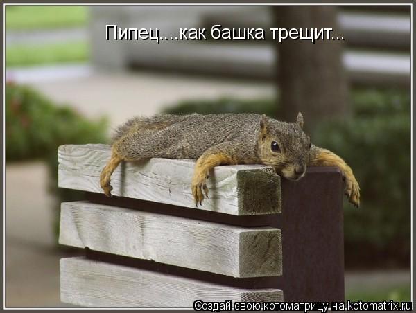 Котоматрица: Пипец....как башка трещит... Пипец....как башка трещит...
