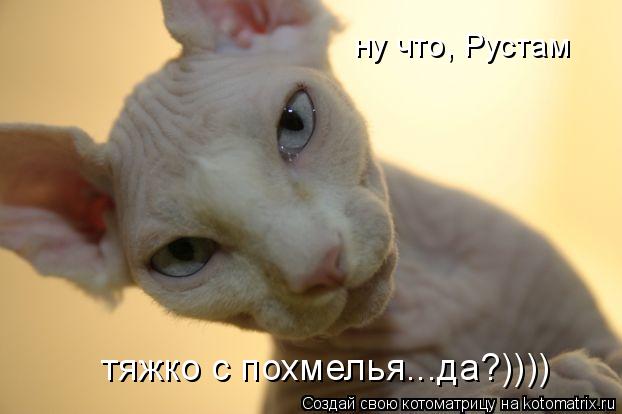 Котоматрица: ну что, Рустам тяжко с похмелья...да?))))