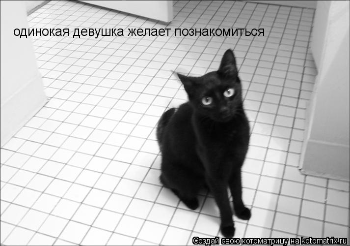 Котоматрица: одинокая девушка желает познакомиться