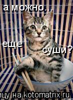 Котоматрица: а можно... еще суши?