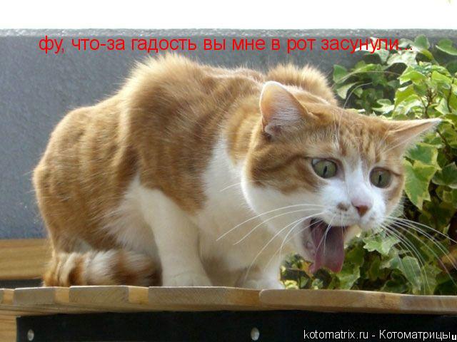 Котоматрица: фу, что-за гадость вы мне в рот засунули... фу, что-за гадость вы мне в рот засунули...