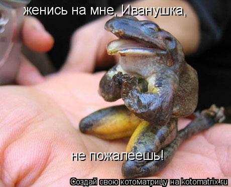 Котоматрица: женись на мне, Иванушка,  не пожалеешь!