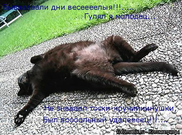 Бывааааали дни весеееелыя!!!..... Гулял я молодец... Не знаааал тоски-кручиииинушки, Был воооольный у... Котоматрица: Бывааааали дни весеееелыя!!!..... Гулял я молодец... Не знаааал тоски-кручиииинушки, Был воооольный удалеееец!!!....