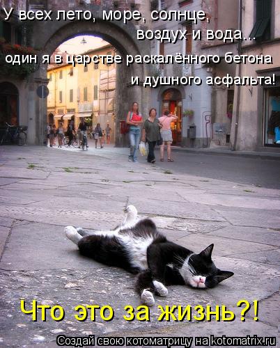 У всех лето, море, солнце, воздух и вода... один я в царстве раскалённого бетона и душного асфаль... Котоматрица: У всех лето, море, солнце, воздух и вода... один я в царстве раскалённого бетона и душного асфальта! Что это за жизнь?!