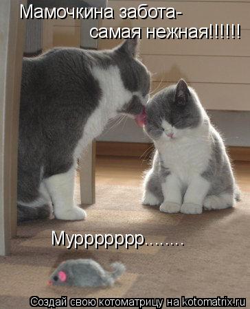 Котоматрица: Мамочкина забота- самая нежная!!!!!! Муррррррр........