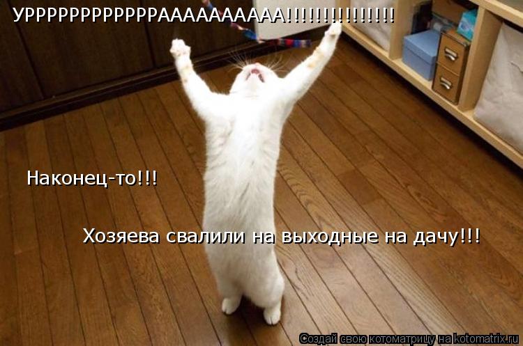 УРРРРРРРРРРРРАААААААААА!!!!!!!!!!!!!!! Наконец-то!!! Хозяева свалили на выходные на дачу!!!... Котоматрица: УРРРРРРРРРРРРАААААААААА!!!!!!!!!!!!!!! Наконец-то!!! Хозяева свалили на выходные на дачу!!!